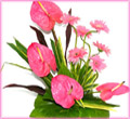 Pink Anthorium & Gerbera Bouquet