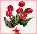 6 Red Anthorium Bouquet