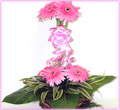 Pink Gerbera Bouquet with greens