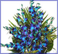 8-stick Blue Orchid Bouquet with greens