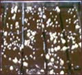 20 Chocolava Sandeshfor loved ones.