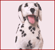 Dalmatian DogSoft Toy