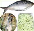 Iilish, Galda & Rabdi(1 kg EACH)