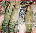 1 kg. Galda Chingdi(Jumbo size)