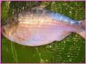 1 kg Iilish Maach(cut into pieces)