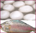 1 kg Hilsa Maach & 10 Rosogollas