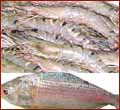 1 kg Illish Maach &1 kg Galda Chingri